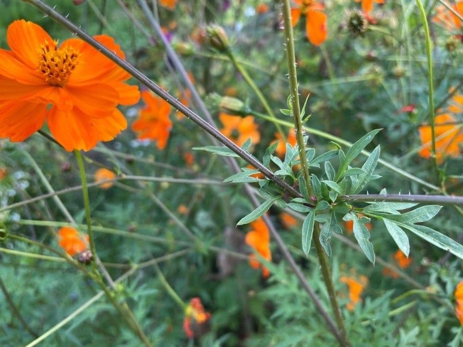 Schwefel-Cosmos 19
