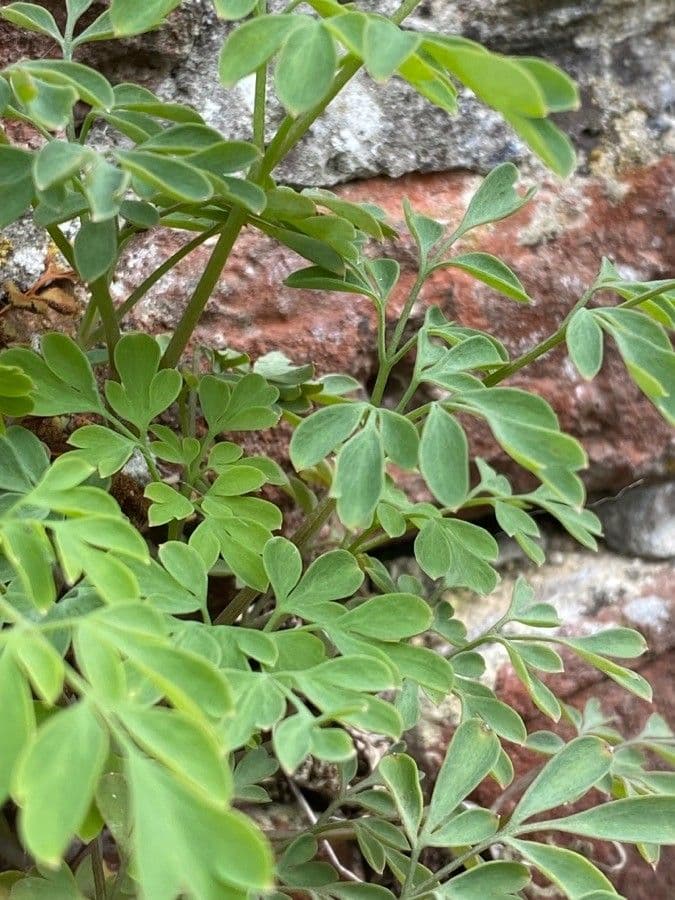 Colombina gialla 19