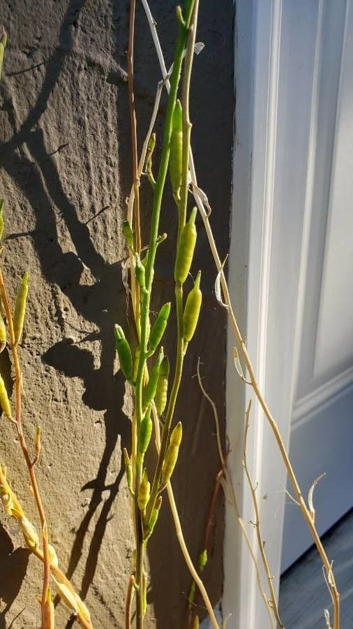 Rucola 2