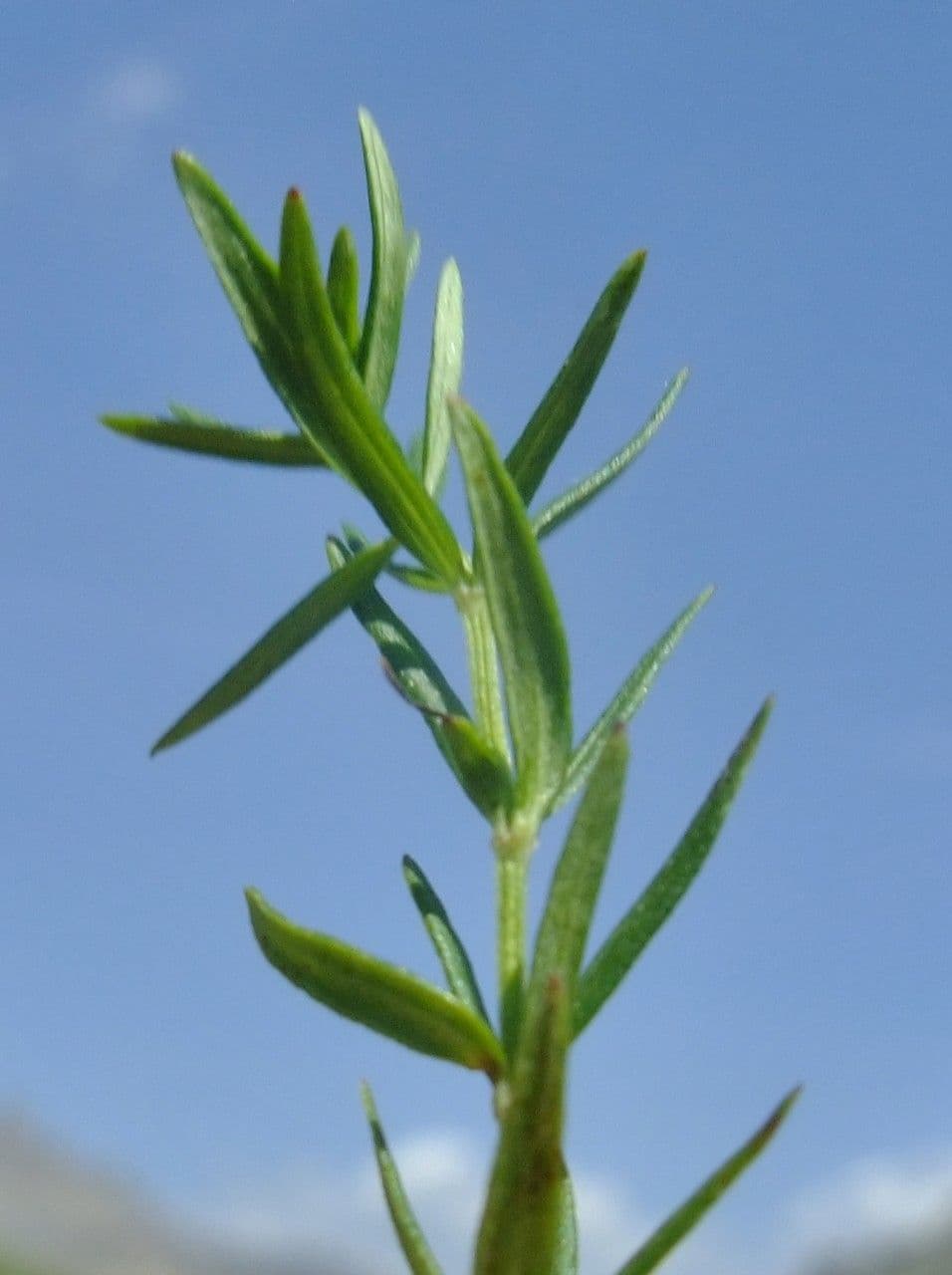 Caglio boreale 25