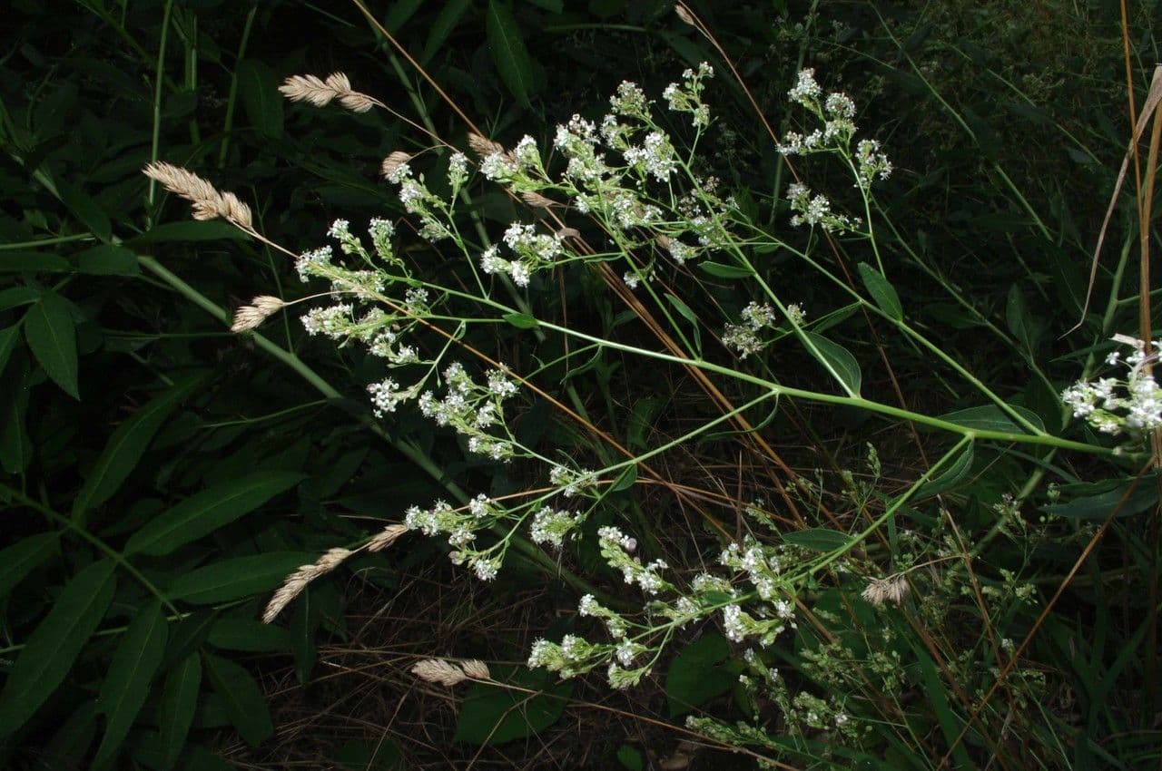 Erba pepe 30