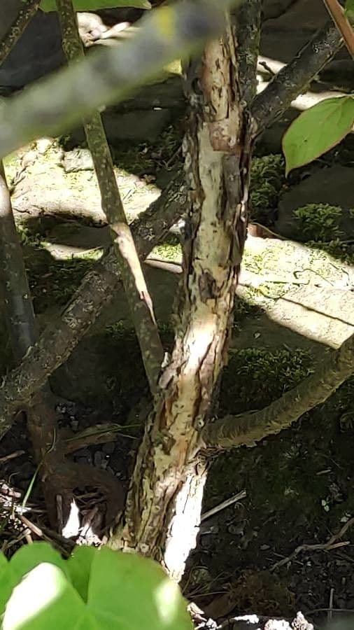 Actinidia kolomikta 20
