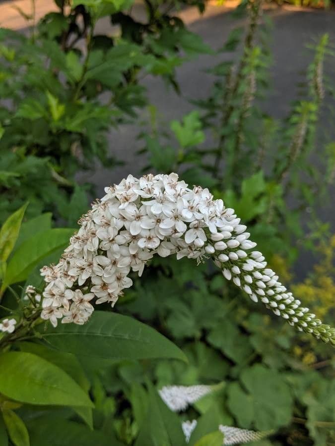 Lysimaque à grappes 3