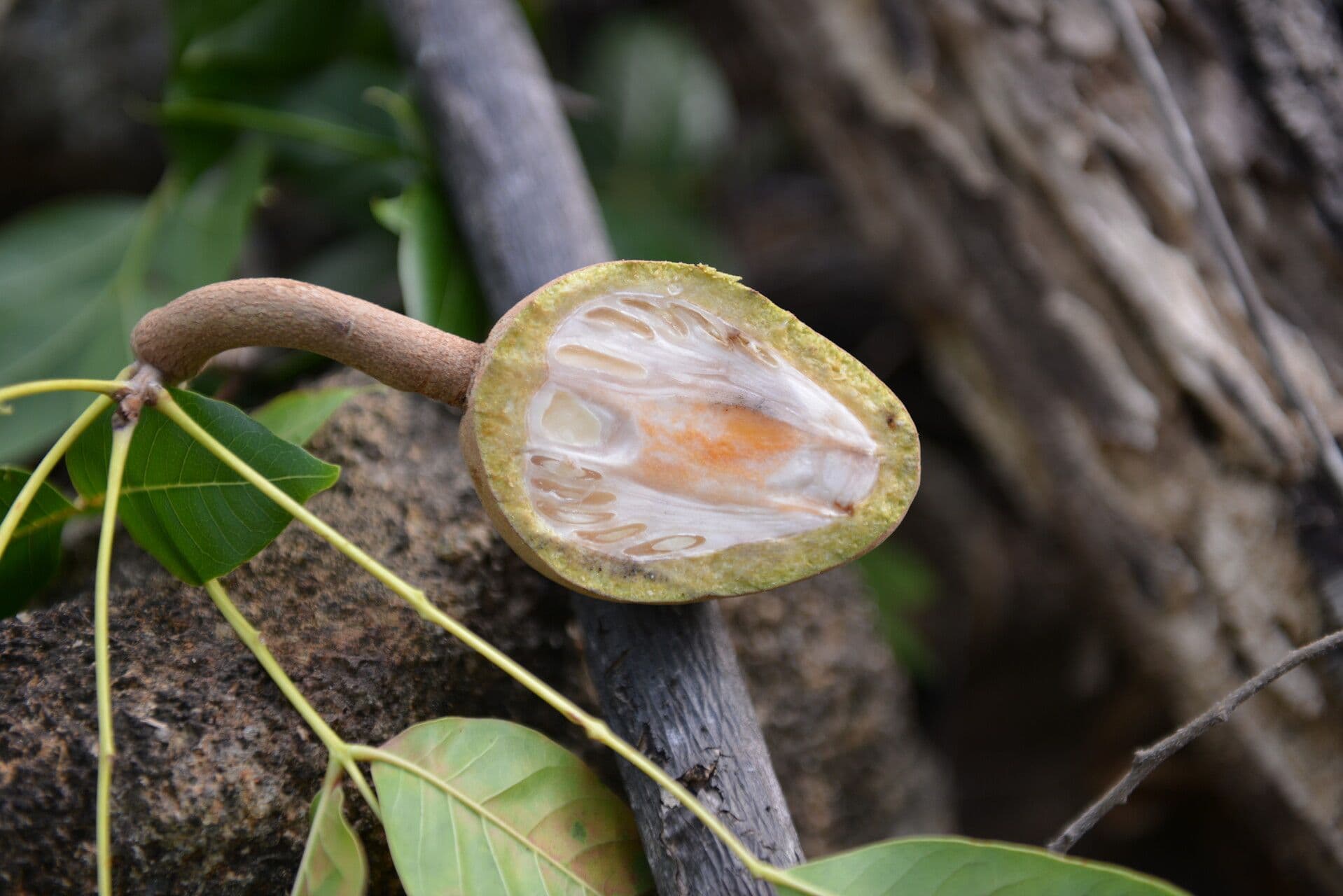 Mahagoni 3