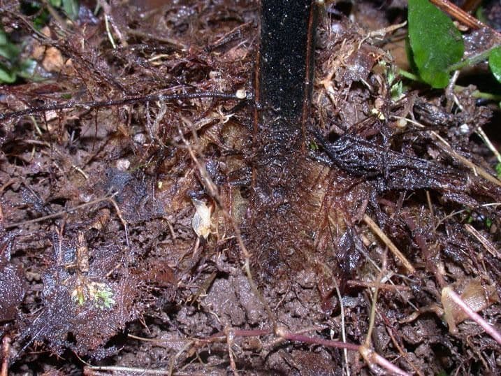 Hypolepis 14