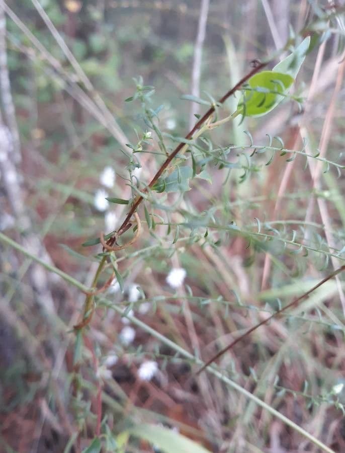 Aster lanceolato 22