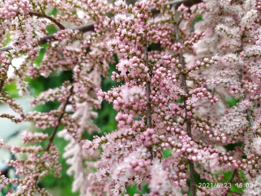 Vierstäbchen-Tamariske 22