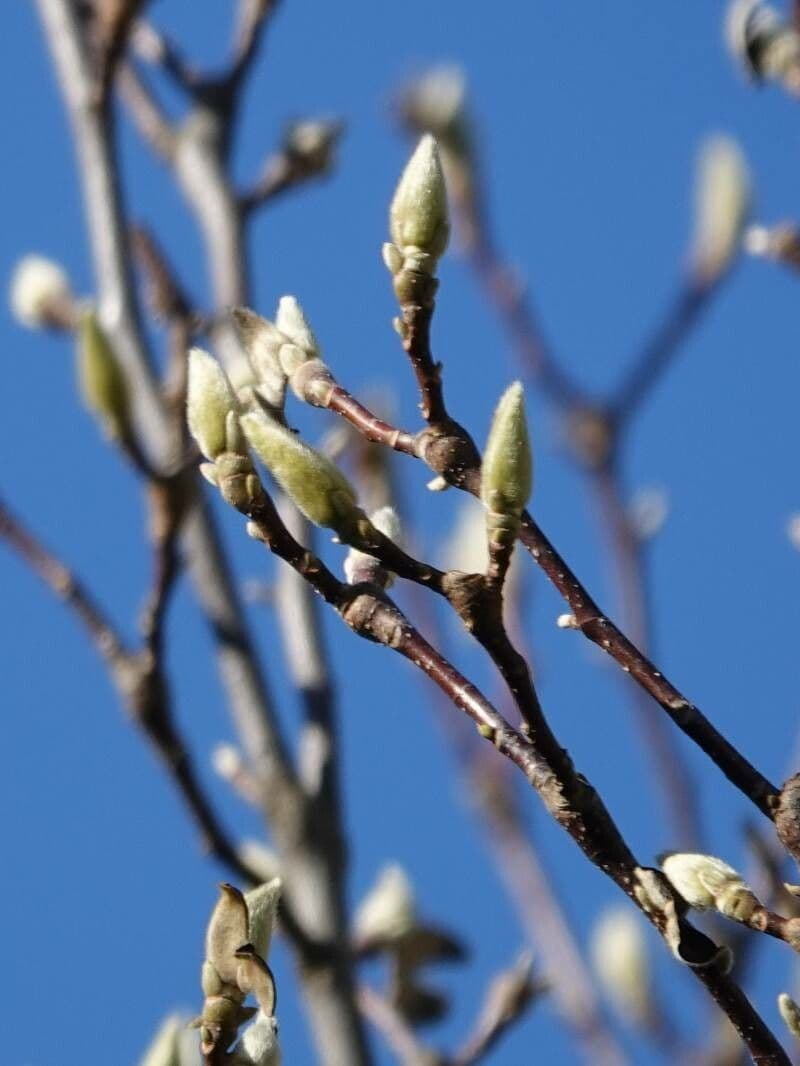 Magnolia denudata 21