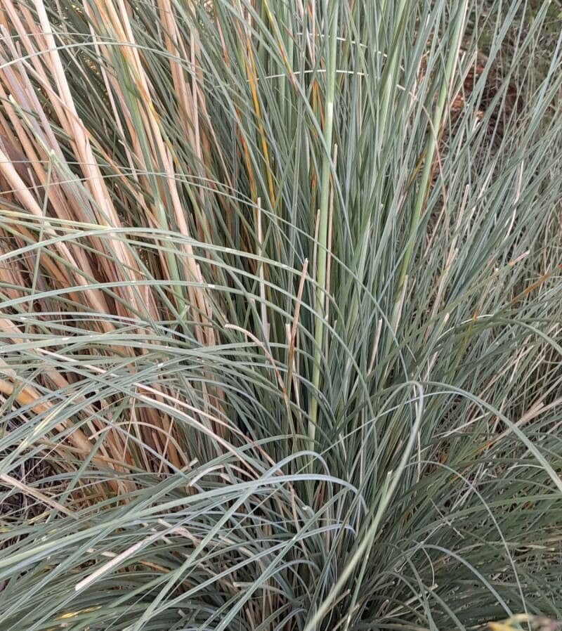 Cortaderia 4