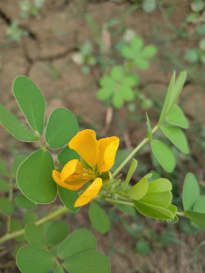 Sena 6