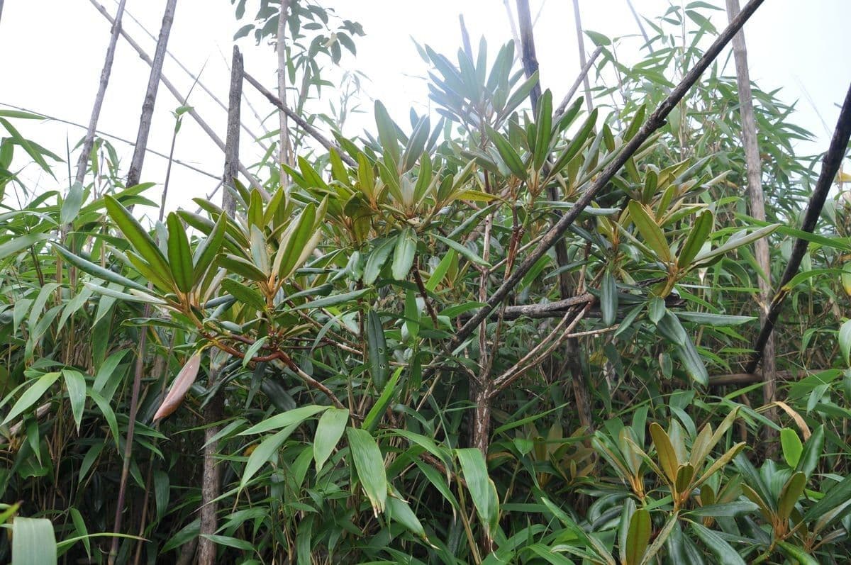 Rhododendron 5