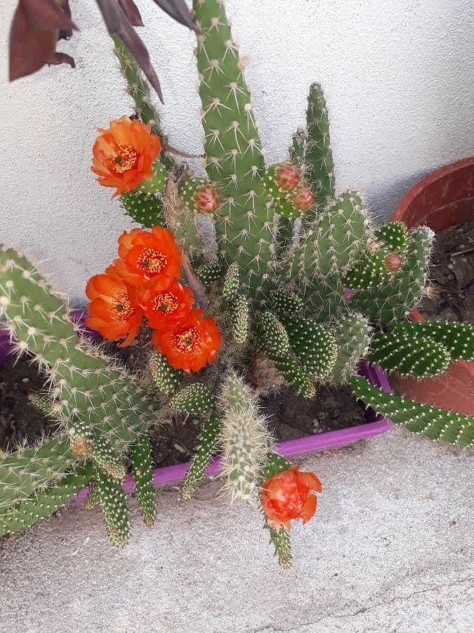 Chenille prickly-pear 7