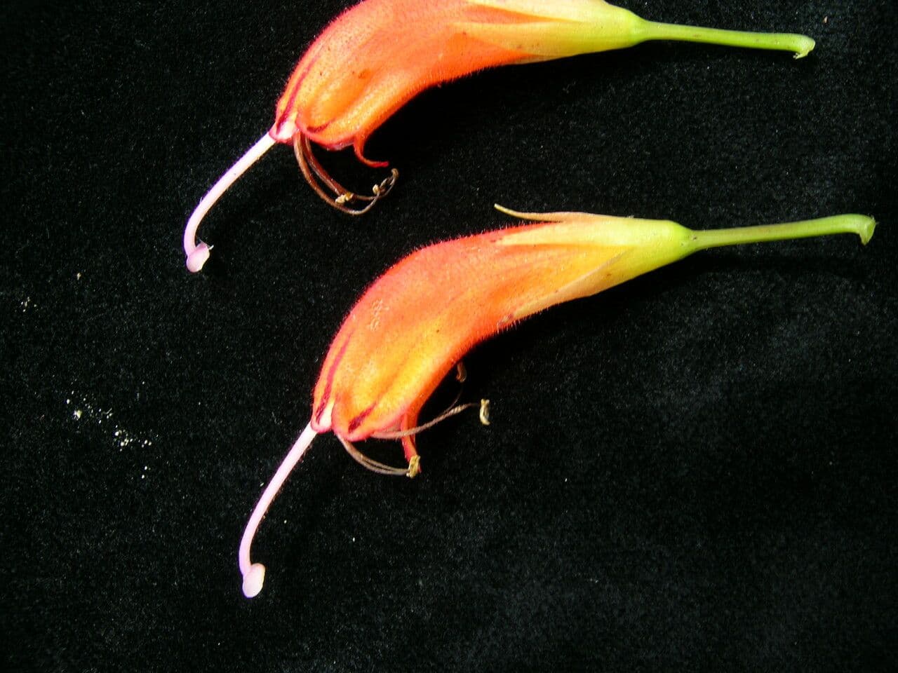 Kleinblütige Lippenstiftblume 12