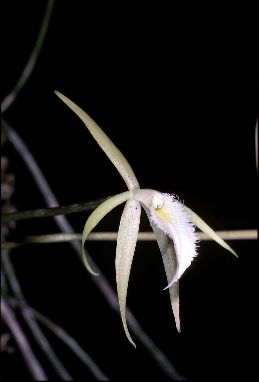 Brassavola