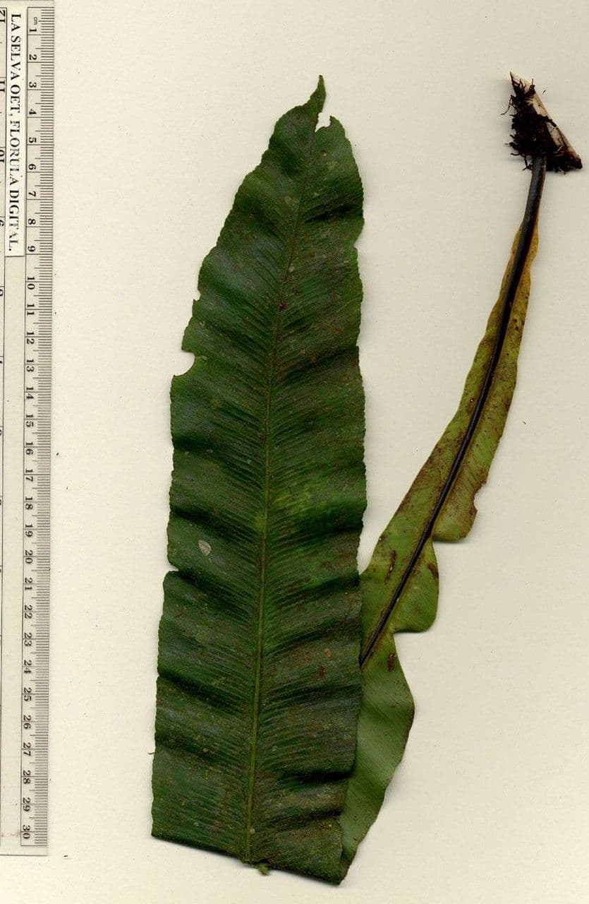 Asplenium serratum 21