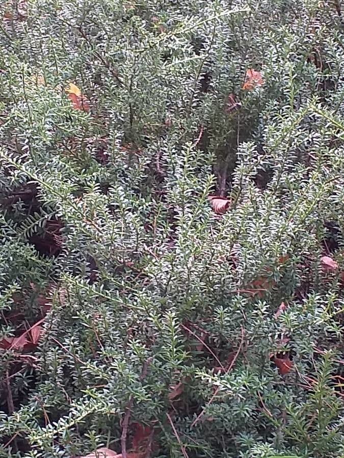 Podocarpus nivalis 3