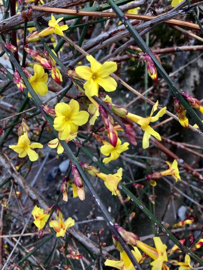 Winter-Jasmin 10