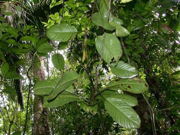 Philodendron 8