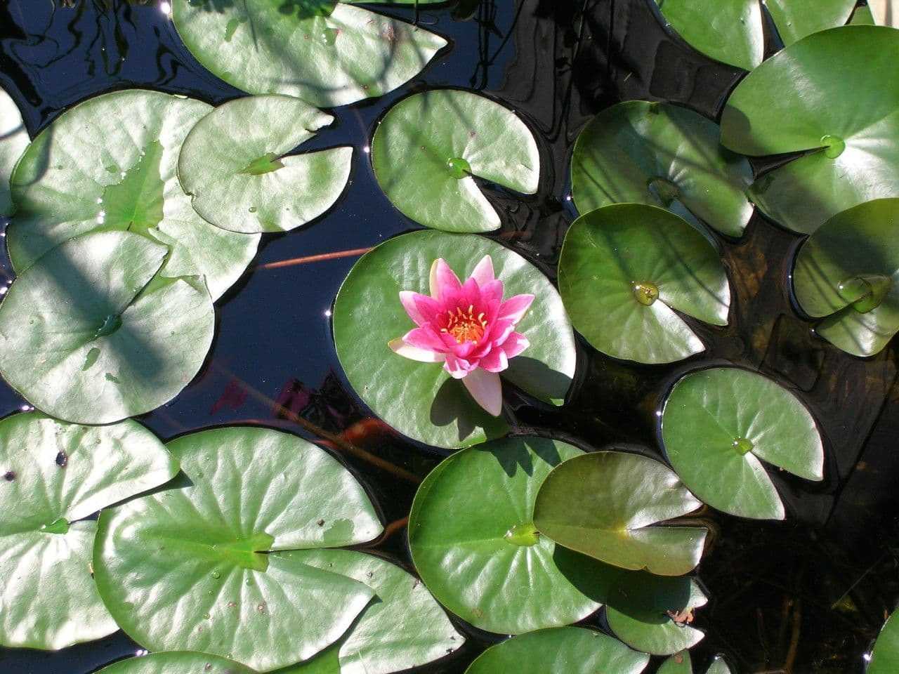 Ninfea tetragona 4