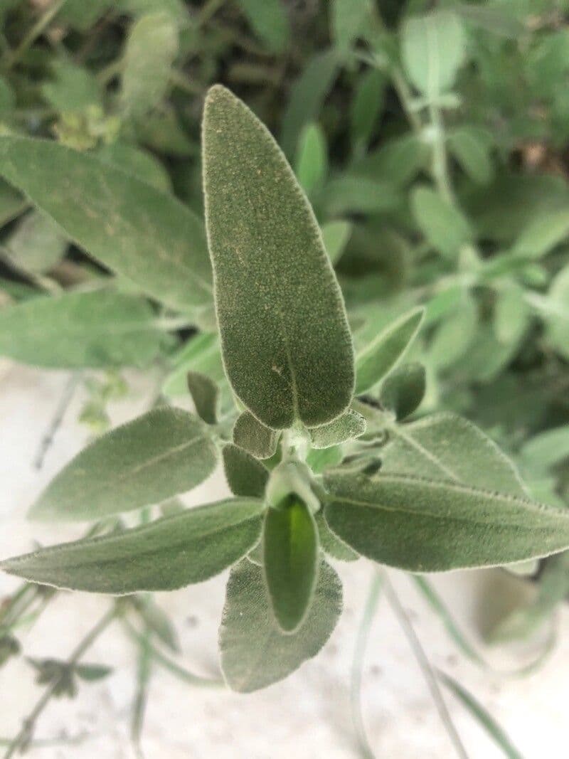 Salvia 20