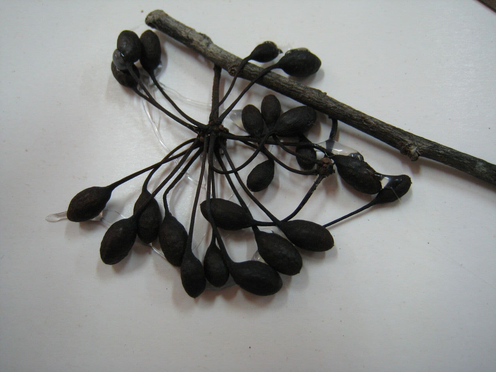 Guatteria