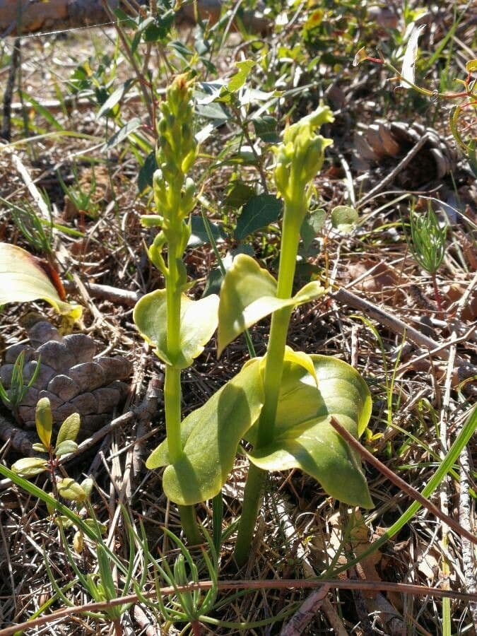 Gennaria diphylla 17