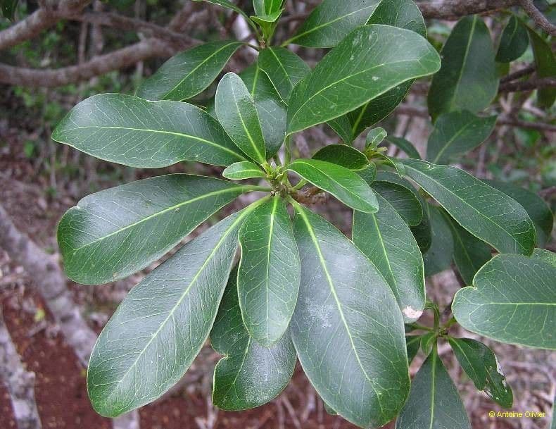 Fontainea 9