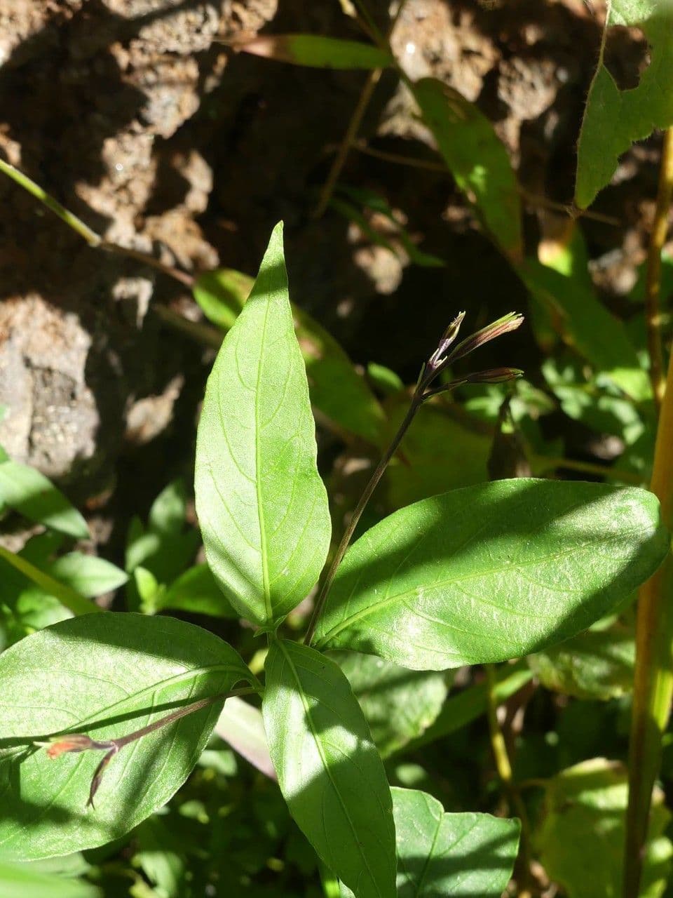 Ruellia brevifolia 13