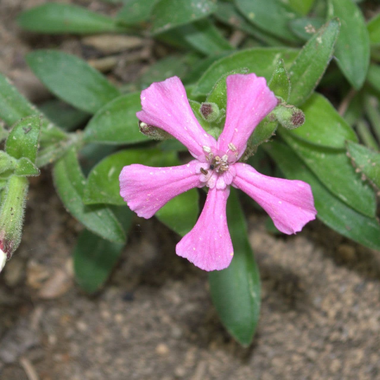 Silene della Carolina 3