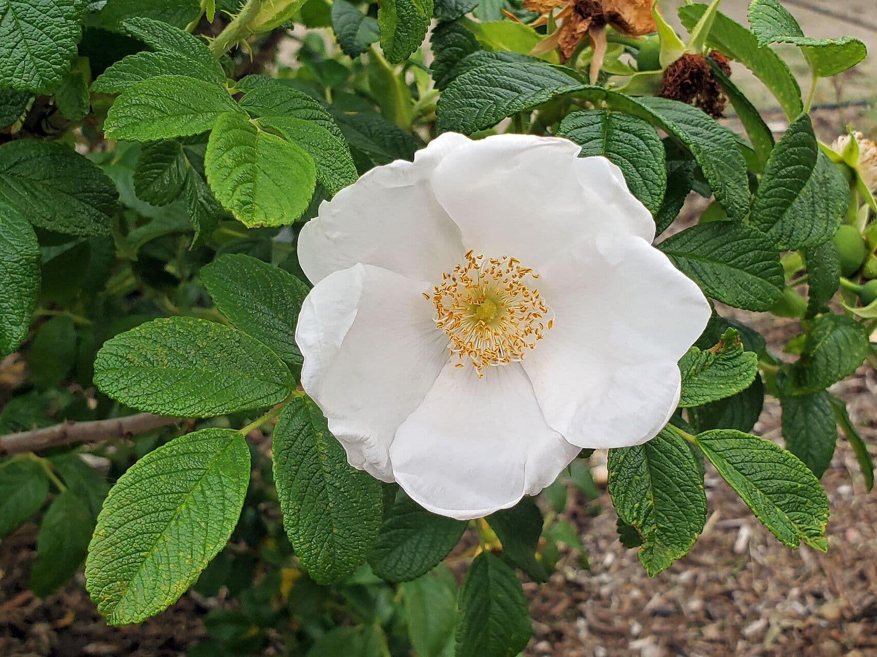 Rosa Cherokee
