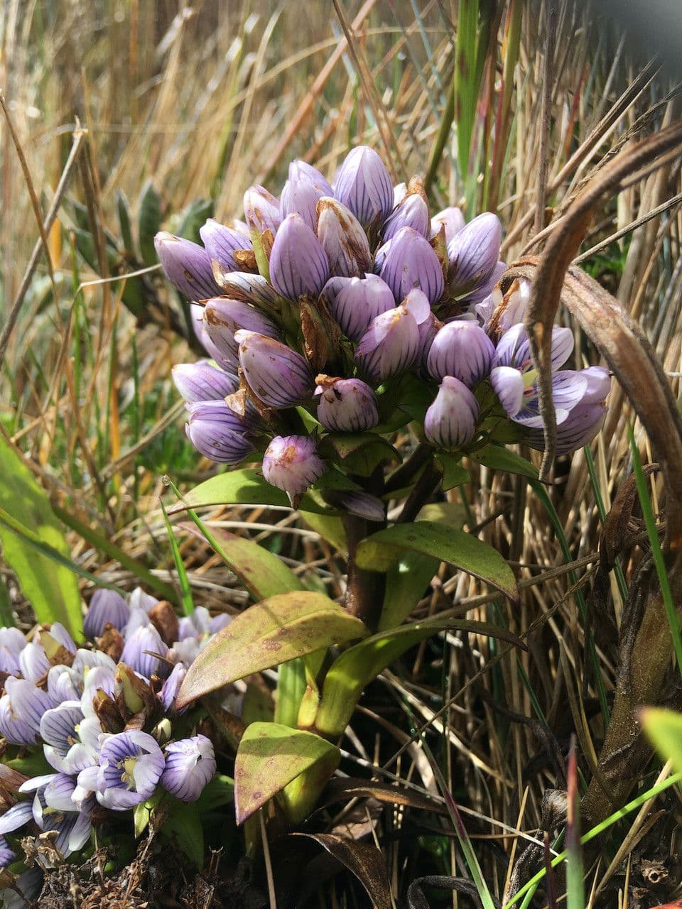 Genzianella 4