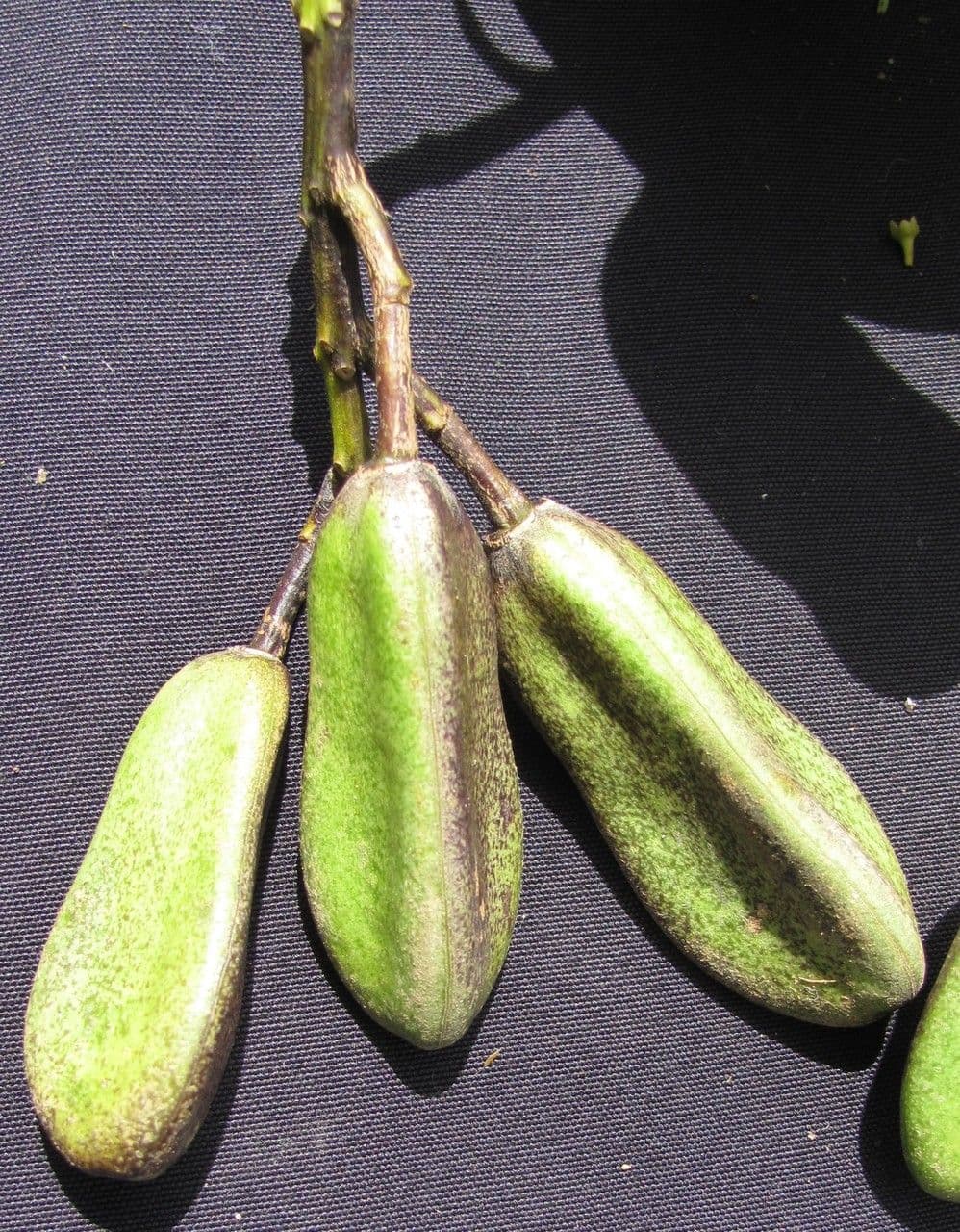Vochysia guatemalensis