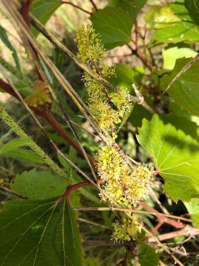 Vite rotondifolia 8