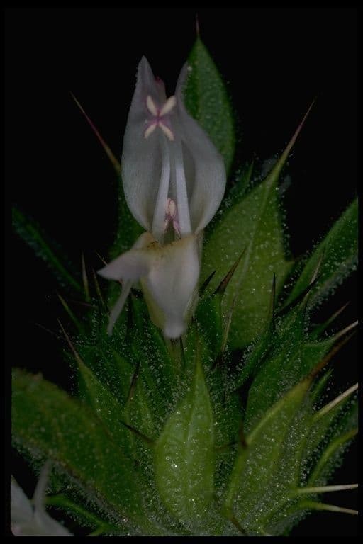 Acanthomintha 5