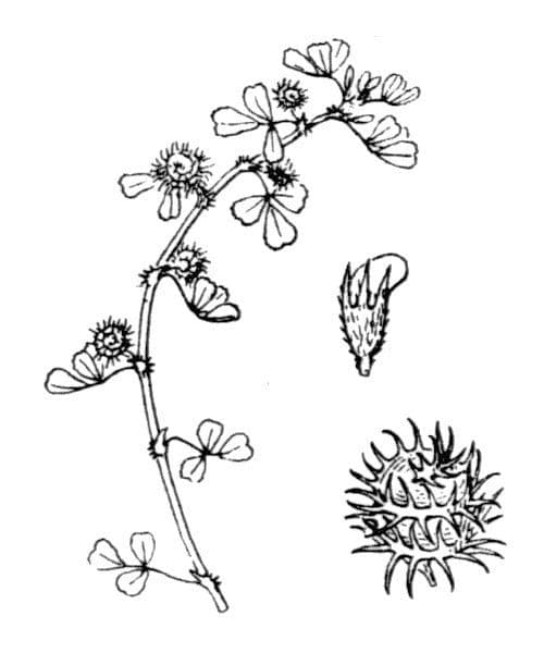 Lucerna 23