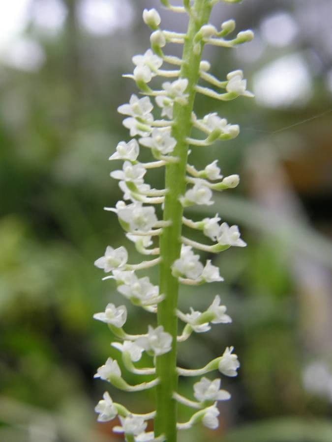 Phreatia 3
