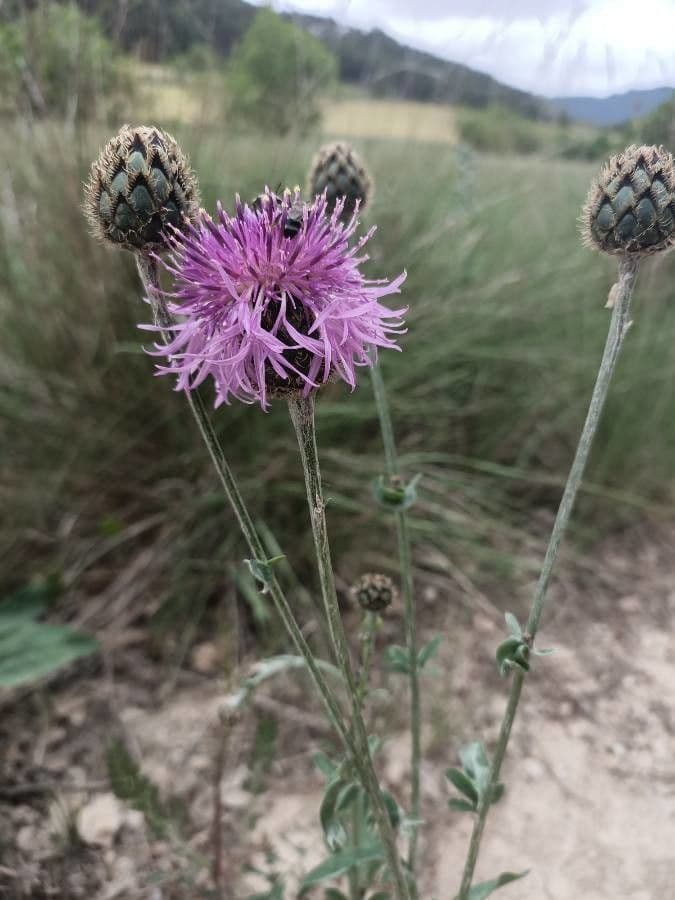 Centaurea vedovina 10