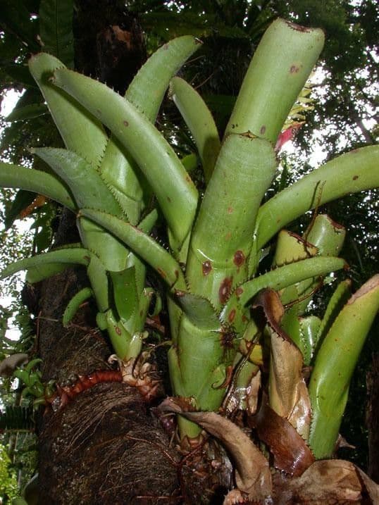 Aechmea nudicaulis 21