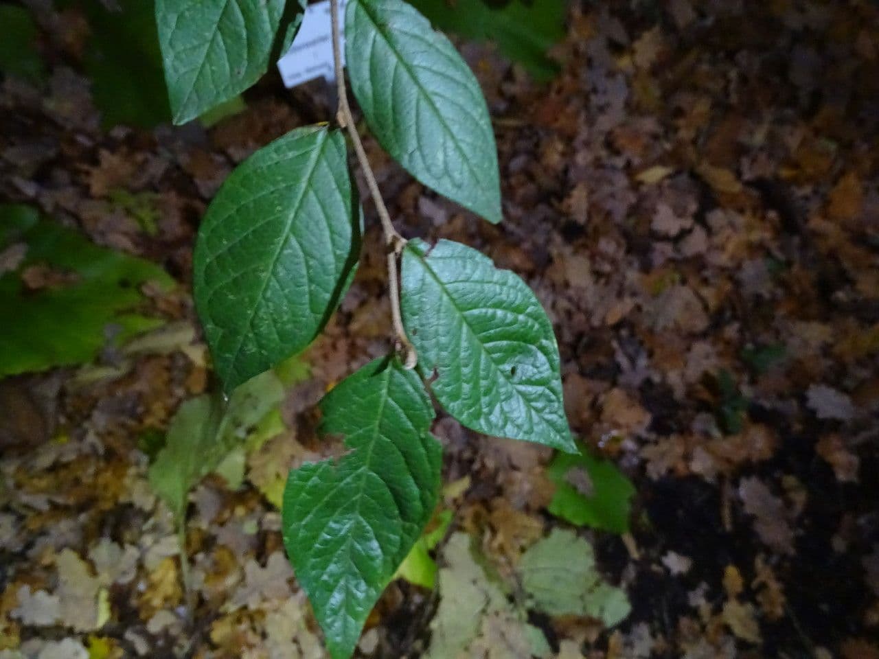 Cotoneaster