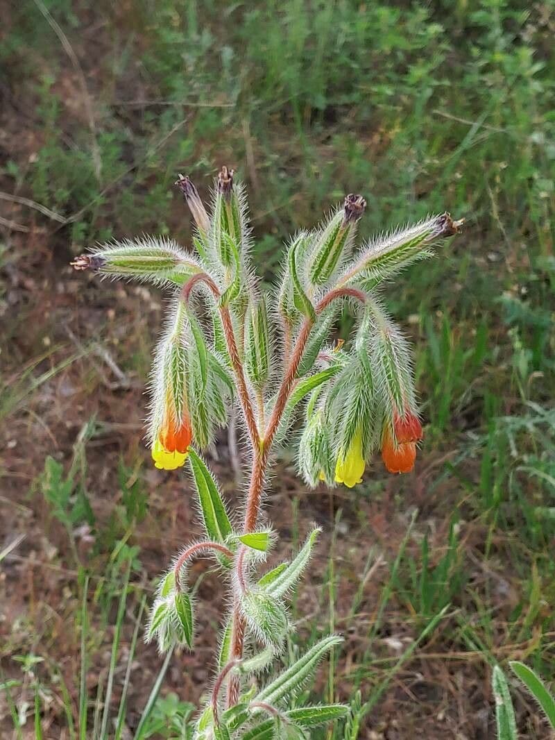 Goccia d'oro rocciosa 3