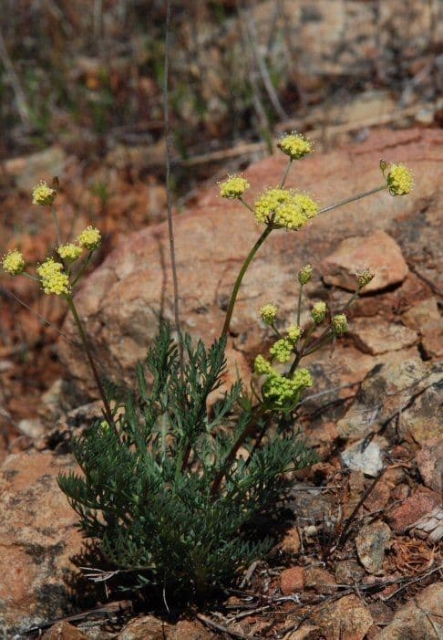 Lomatium 3