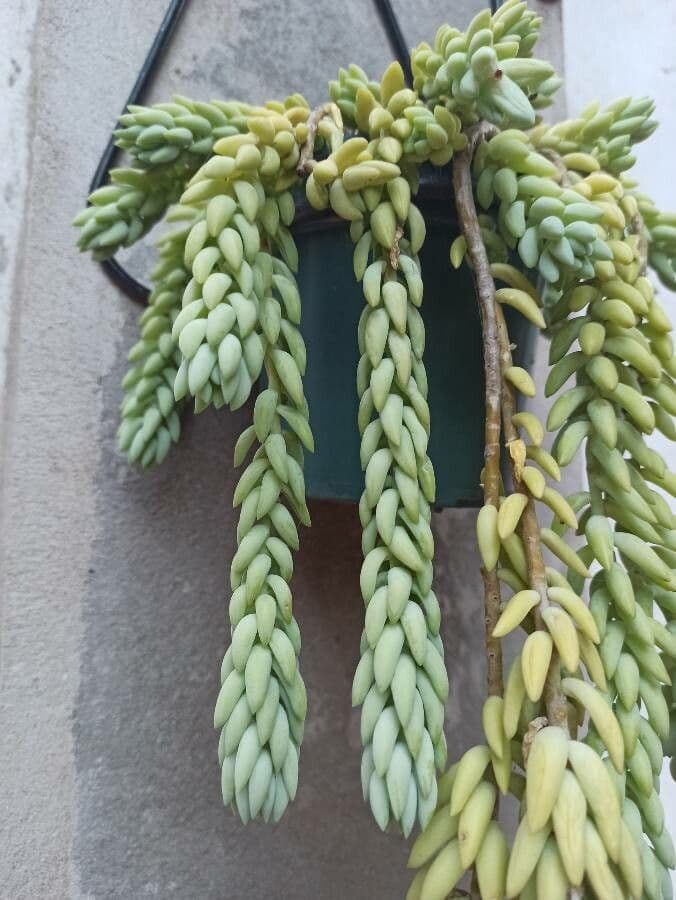 Borracina 10