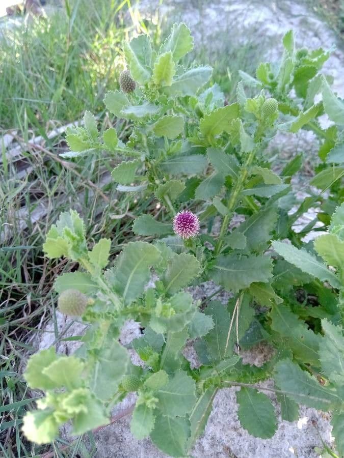 Sphaeranthus 10