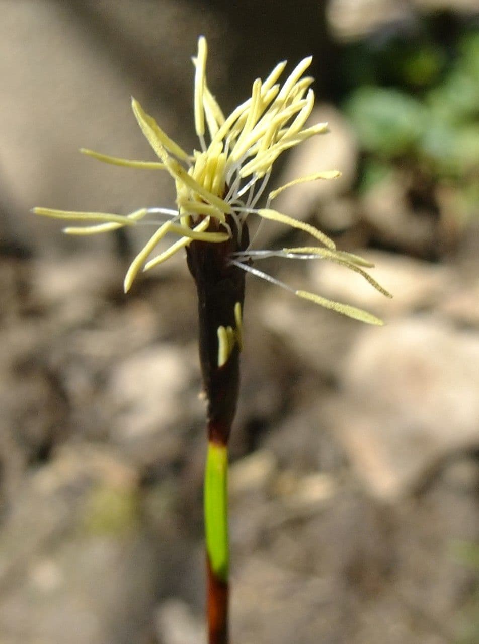 Plantainleaf sedge 3