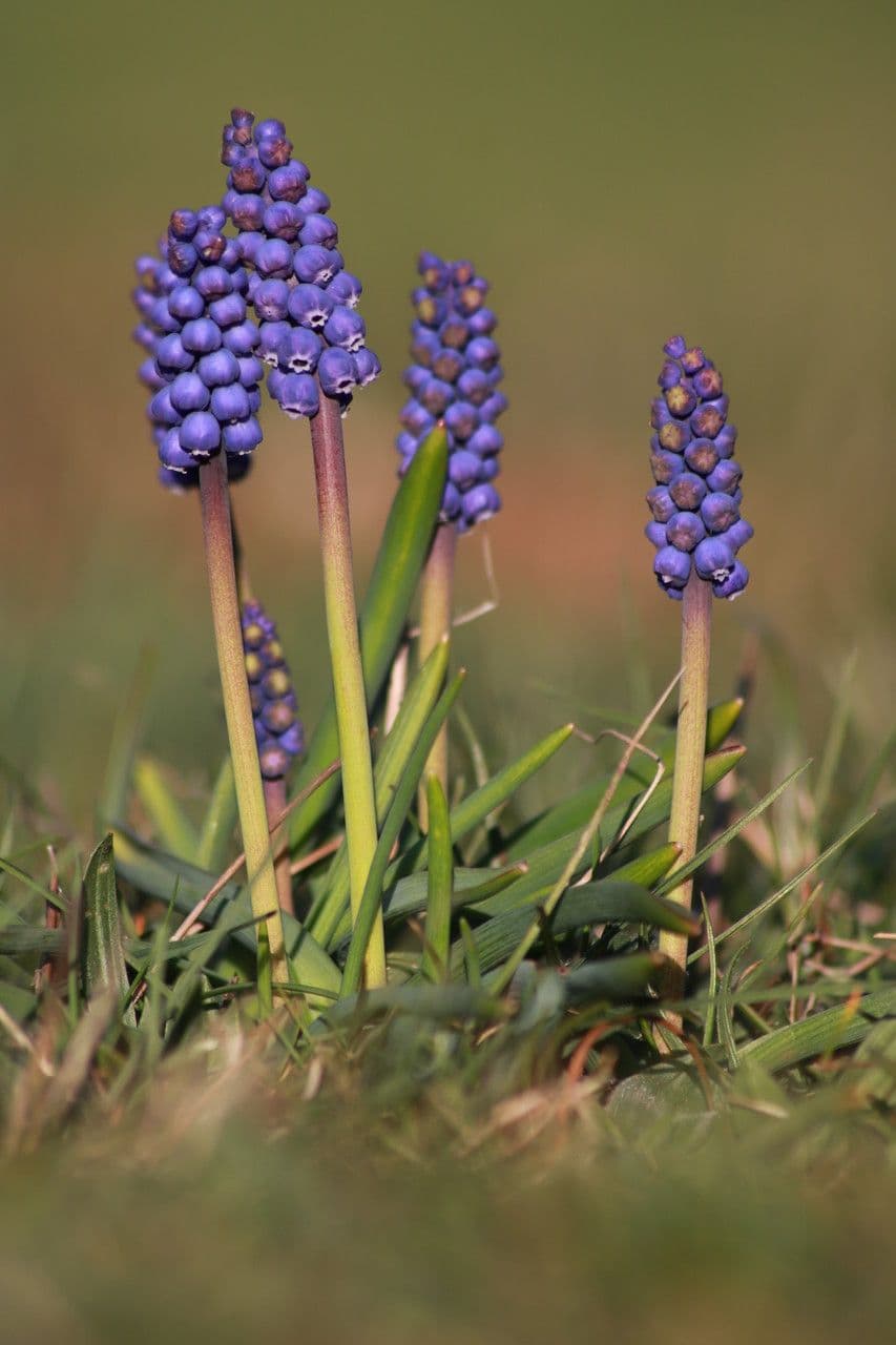 Muscari azzurro 13