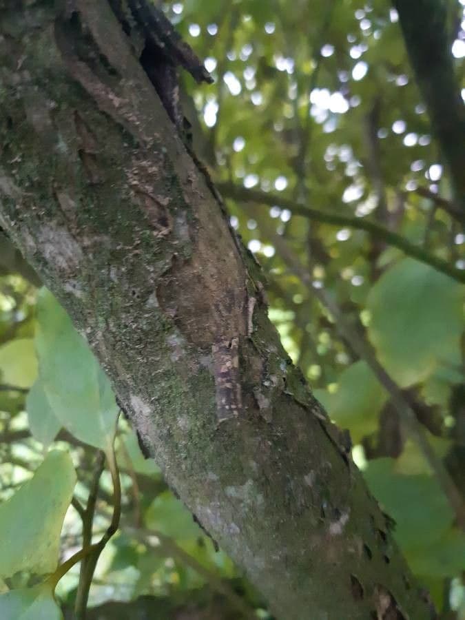 Griselinia 21