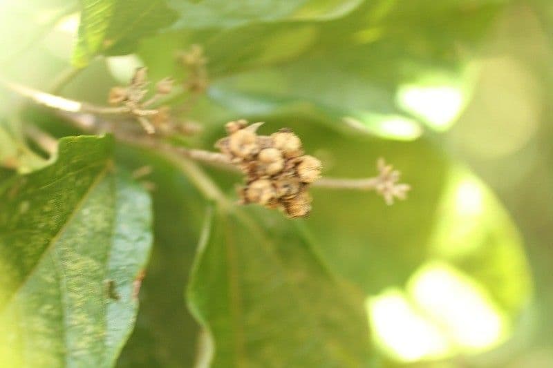 Dombeya 4