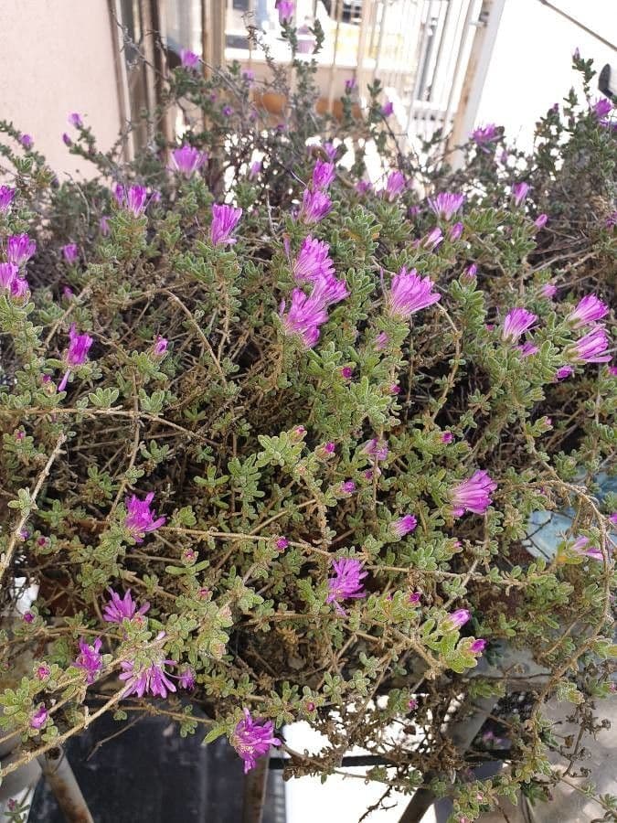 Flor di rugiada ispida 7