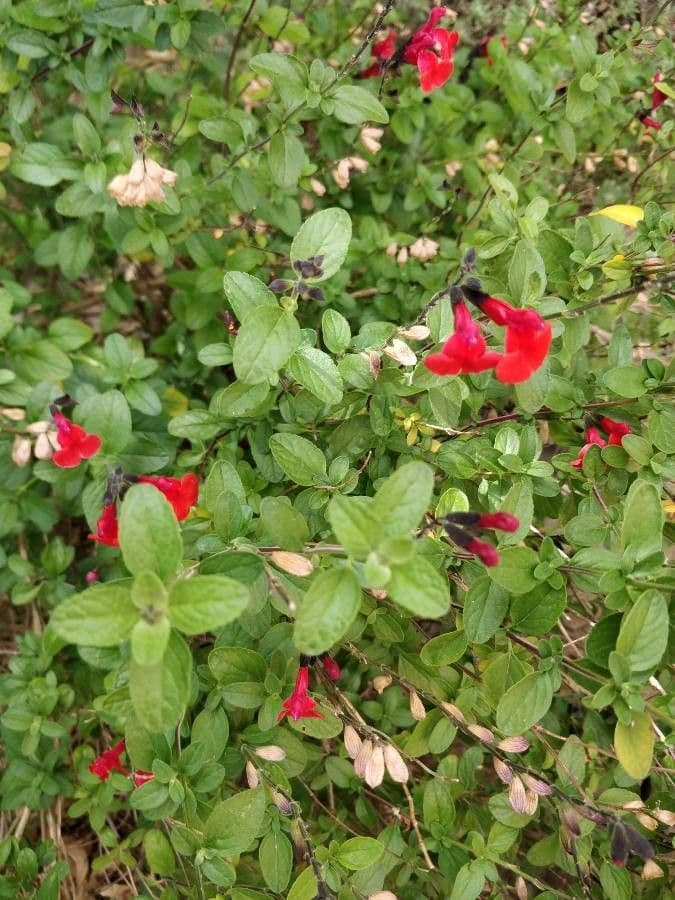 Salvia a foglie piccole