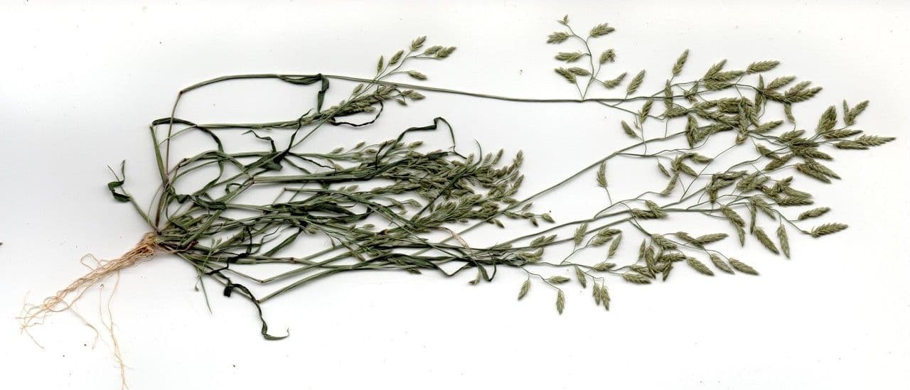 Fienarola minore 28